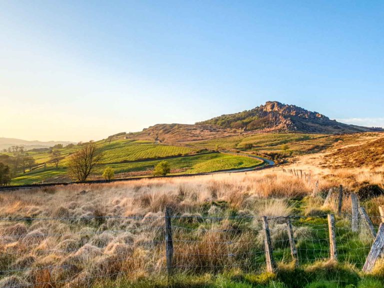 The Roaches