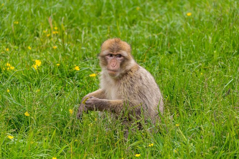 Trentham Monkey Forest